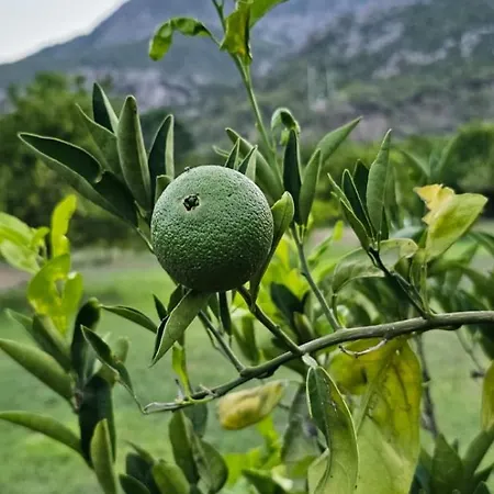 Maki çıralı 3* Kemer